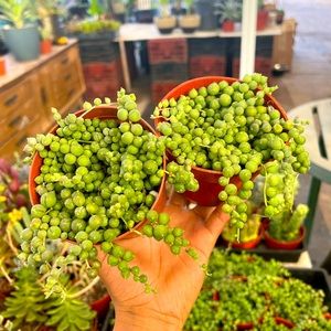 String of pearls succulent plant | 3.5 inch pot | 2 plants